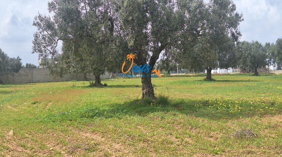 à Vendre – terrain à hammamet sud (besbasia)